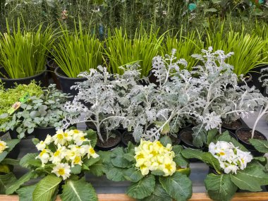 Bitkilerde Bahçe Salonu, kaplarda satışı. Studio fotoğraf