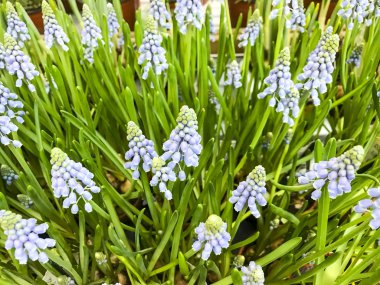 Kaplarda Satılık ampul bitkiler.