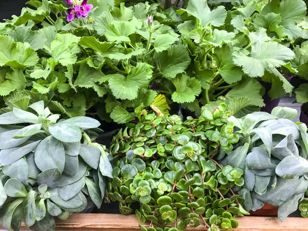 Plants in containers in garden shop, sale. Studio Photo