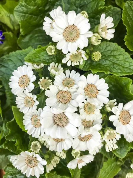 Bright floral background from garden ornamental plants. — Stock Photo, Image