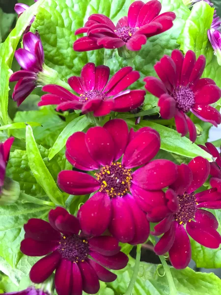 Helle florale Hintergrund aus Garten Zierpflanzen. — Stockfoto