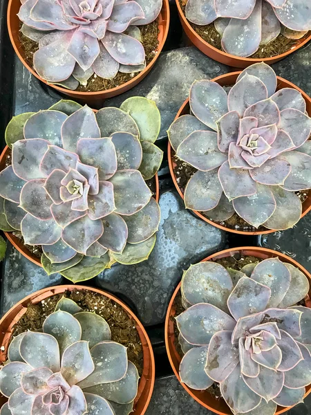 선인장과 succulents 용기 판매. — 스톡 사진