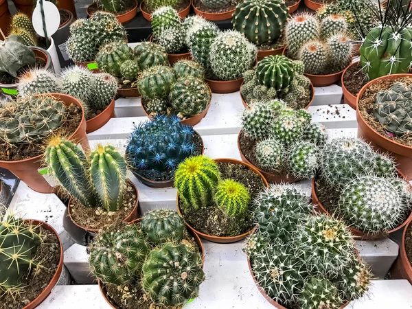 Cactus y suculentas en envases, en venta . —  Fotos de Stock
