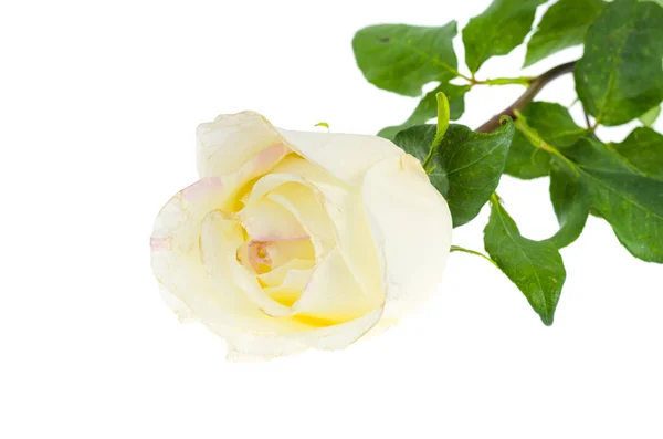 Róży kwiat na białym tle. — Zdjęcie stockowe
