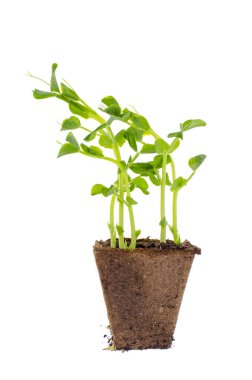 Turba pot yeşil bezelye lahanası genç vuruyor.