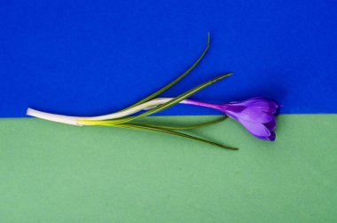 Tek mavi Crocus, Bahar çiçeği.