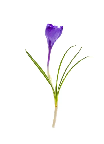 Jednolůžkový modrý Krokos, Jarní květina. — Stock fotografie