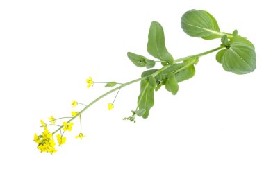 Bahçe lahana sapı üzerinde sarı çiçek.