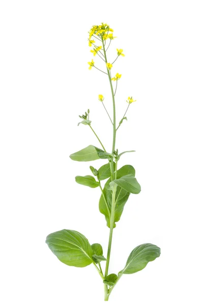 Flor amarilla en el tallo de col de jardín . — Foto de Stock