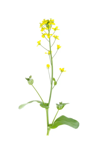 Flor amarilla en el tallo de col de jardín . — Foto de Stock