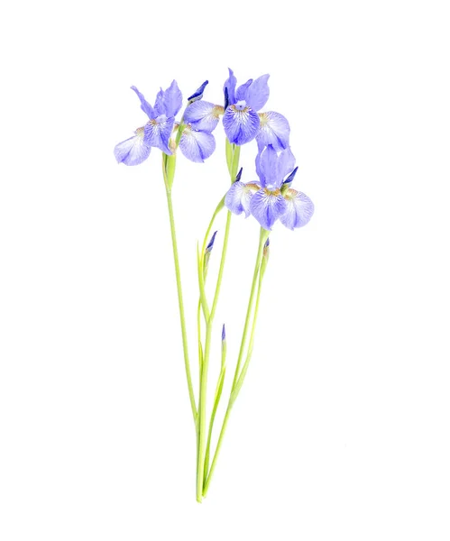 Delicate purple garden irises, isolated on white. — Stock Photo, Image