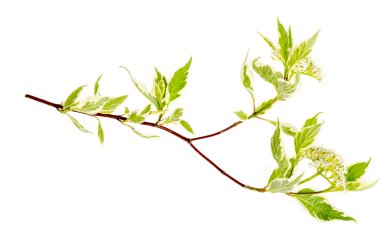 Beyaz çiçekler ve alacalı yaprakları ile Cornus alba Elegantissima şube.
