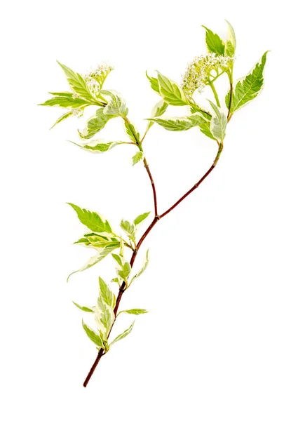 Cornus Alba elegantissima Branch med vita blommor och brokiga blad. — Stockfoto