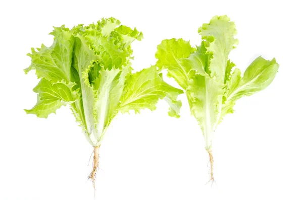 Grüner Blattsalat isoliert auf weiß. Foto — Stockfoto