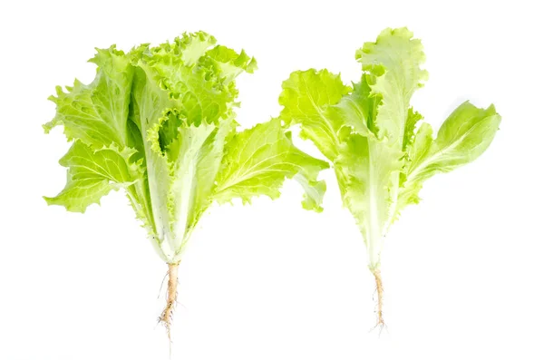 Insalata verde frondosa isolata su bianco. Foto — Foto Stock