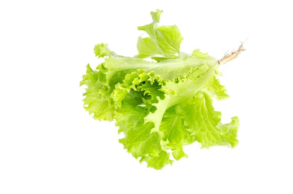 Ensalada de hoja verde aislado en blanco. Foto: — Foto de Stock