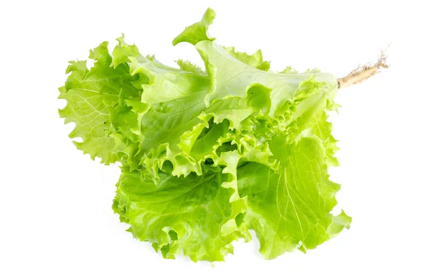 Zöld lombos salátát izolált fehér. Fénykép — Stock Fotó