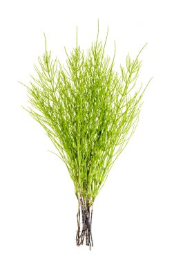 Bitki equisetum arwense beyaz arka plan üzerinde izole