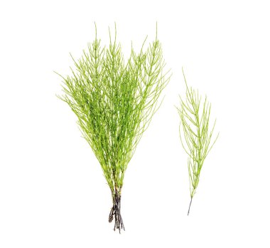 Bitki equisetum arwense beyaz arka plan üzerinde izole