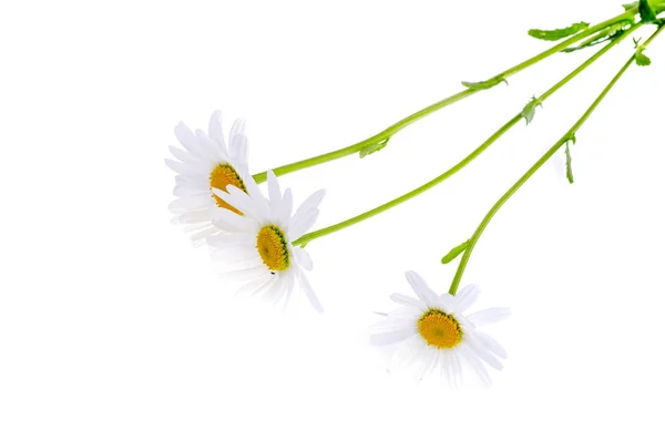 Three white fresh daisies. Studio Photo — Stock Photo, Image