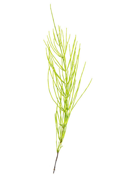 Plant equisetum arwense isolated on white background