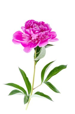 Beyaz arka planda izole edilmiş güzel pembe şakayık çiçeği..