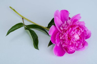 Parlak renk arka planda keyifli pembe şakayık. 