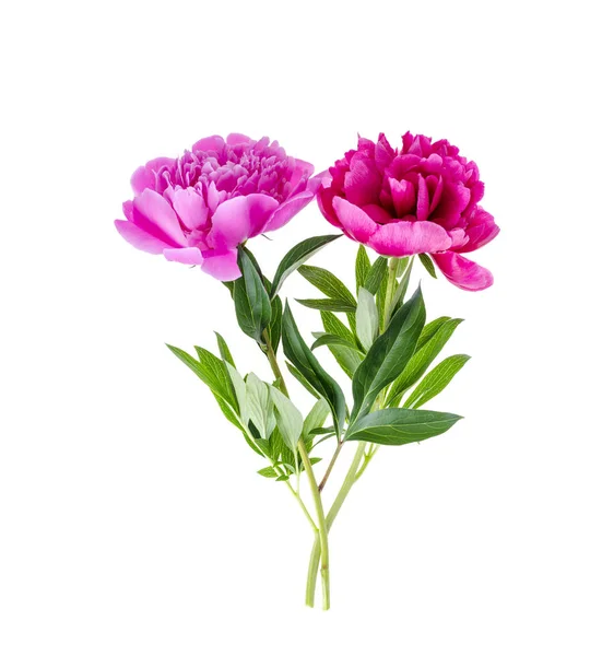 Beautiful pink peony flower isolated on white background. — Stock Photo, Image