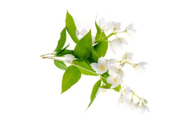 Beyaz çiçek Philadelphus coronarius Aureus ile Sprigs.