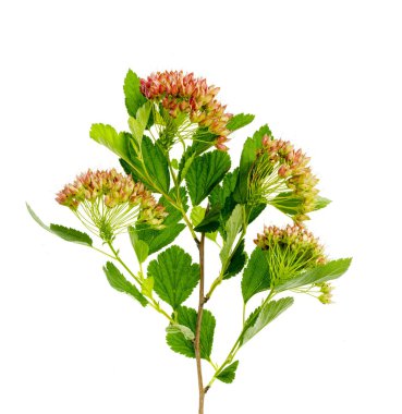 Çalı fisocarpus opulifolius çiçeklenme sonbahar tohumları.