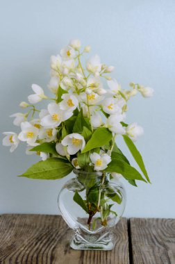Beyaz çiçek Philadelphus coronarius Aureus ile Sprigs.