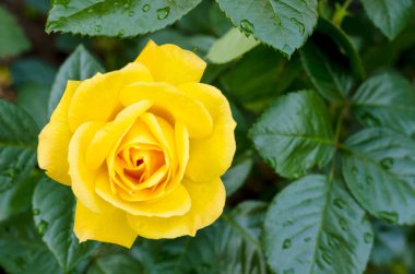 Çalılıkların üzerinde enfes çiçek açan sarı gül. Fotoğraf