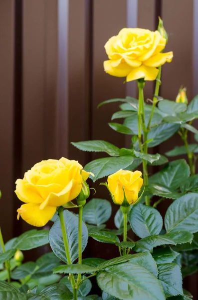 Çalılıkların üzerinde enfes çiçek açan sarı gül. Fotoğraf — Stok fotoğraf
