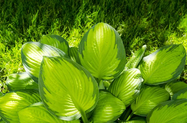 Hosta bunt gemischt im Garten auf dem Hintergrund von Gras. — Stockfoto