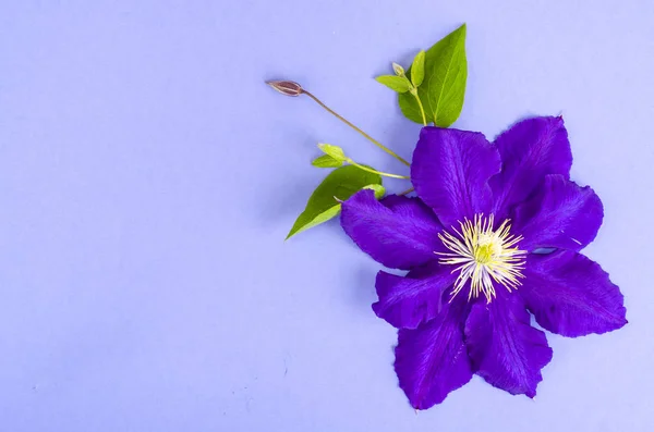 Purple clematis on bright background, space for text. — Stock Photo, Image