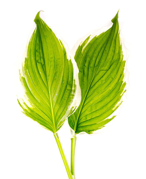 Hybrid spotted host leaves isolated on white background. 