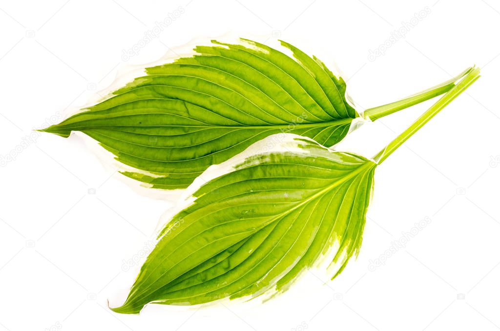 Hybrid spotted host leaves isolated on white background. 