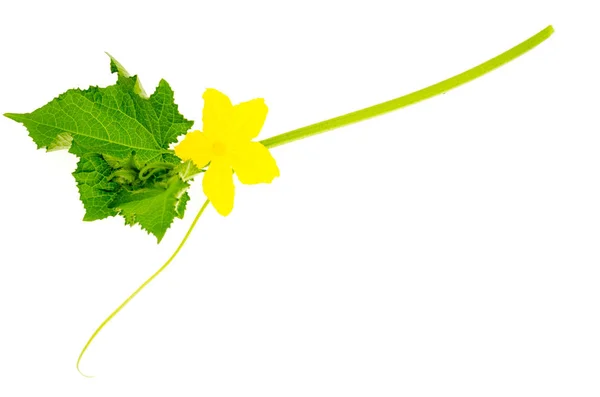 Brote de pepino con hojas verdes y flor amarilla . —  Fotos de Stock