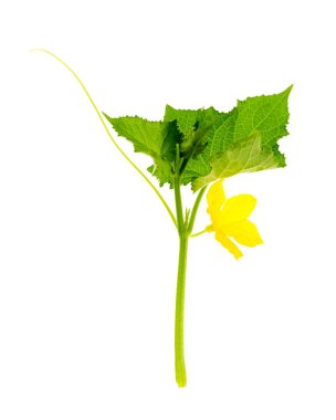 Yeşil yaprakları ve sarı çiçek ile Salatalık ateş.