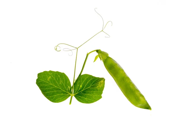 白い背景に緑のエンドウ豆の若い撮影とポッド. — ストック写真