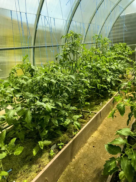 Садовые кровати с зелеными кустами помидоров — стоковое фото