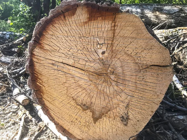 Varios troncos de árbol talados troncos cuerpo leña pila en el bosque. Zona de deforestación. Madera aserrada picada . — Foto de Stock