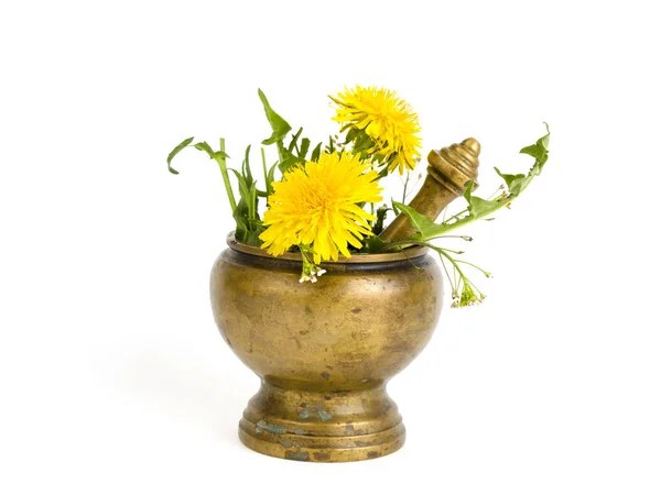 Medicinal plant in mortar. Alternative medicine. — Stock Photo, Image