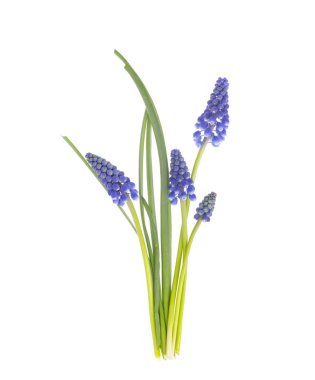 Beyaz arka plan üzerinde Mavi bahar çiçekleri muscari.