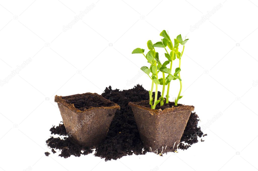 Agriculture. Little seedling in black soil. Earth day concept.