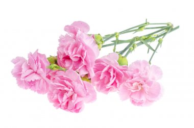 Birkaç taze pembe karanfil. Fotoğraf