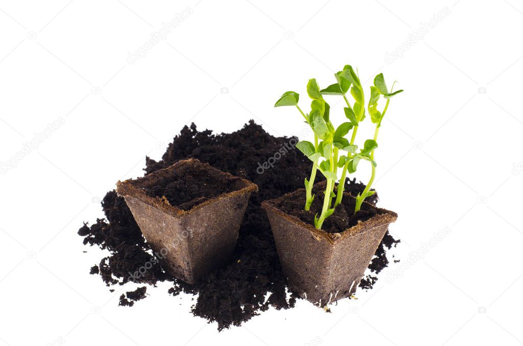 Agriculture. Little seedling in black soil. Earth day concept.