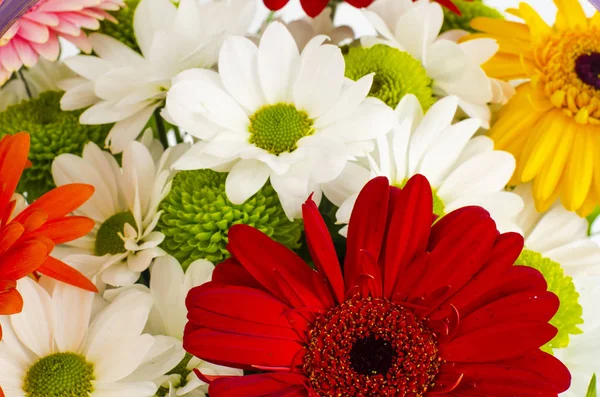 Hintergrund der schönen hellen Blumen aus nächster Nähe. — Stockfoto