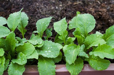 Bahçede marul genç sürgünler. 