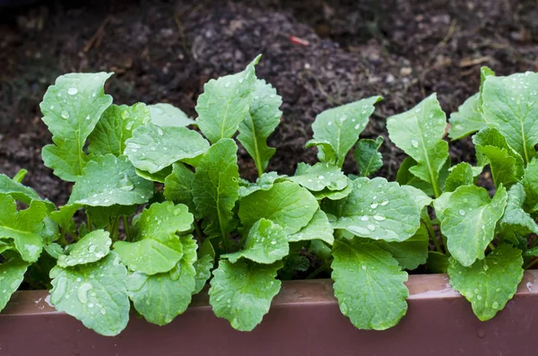 Молоді пагони салату в саду . — стокове фото